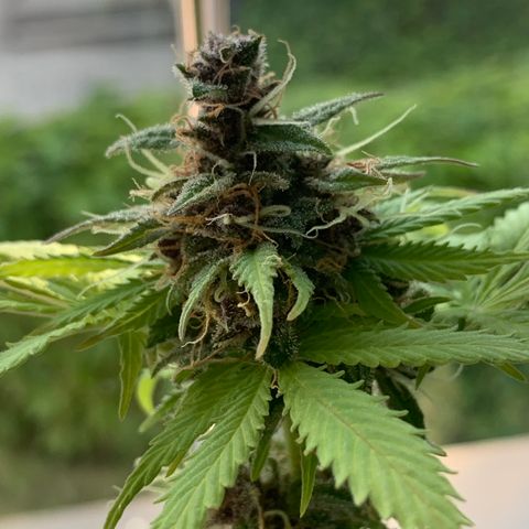 Pineapple Express (Hydro) growlog timeline photo