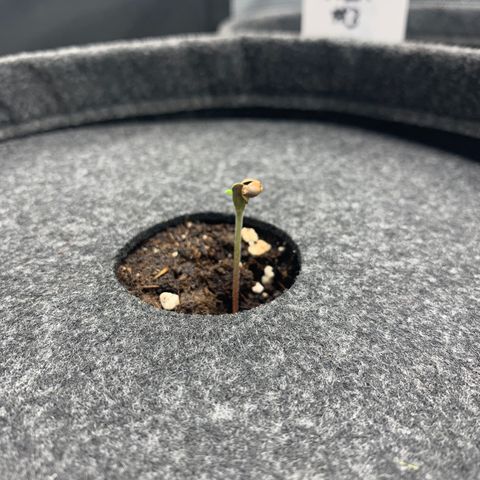 Foto 3 do growlog de NLA3.1 - Thyra