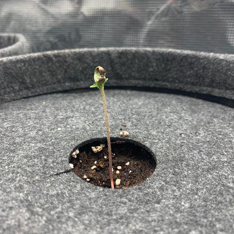 Foto 3 del growlog de NLA3.2 - Liv