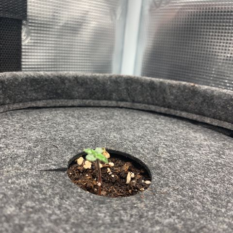 NLA3.3 - Freya Growlog-Foto 3
