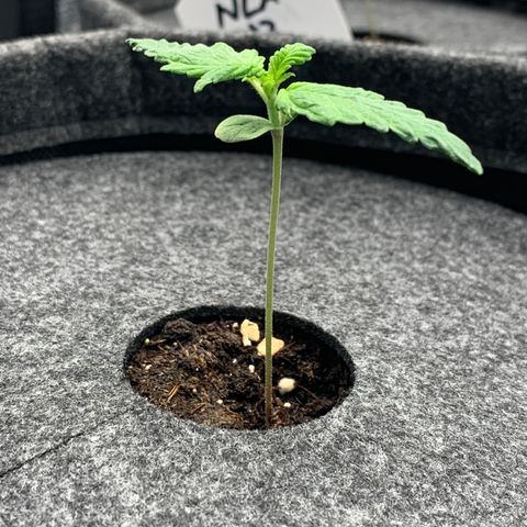 NLA3.1 - Thyra growlog timeline photo