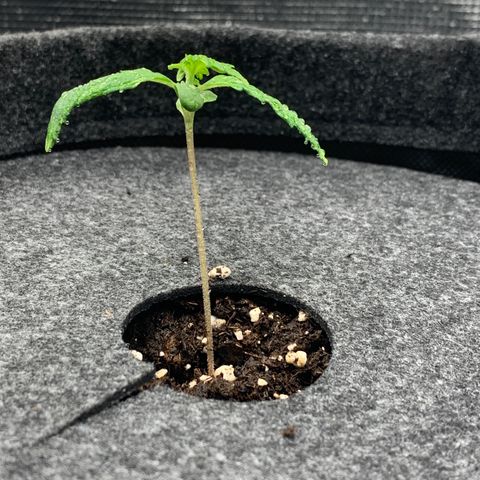 NLA3.2 - Liv growlog timeline photo