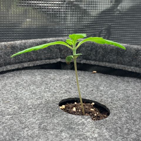 NLA3.3 - Freya growlog timeline photo