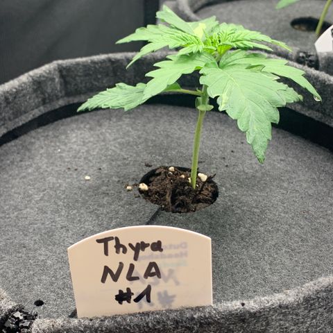 NLA3.1 - Thyra growlog timeline photo