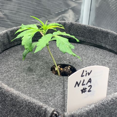 NLA3.2 - Liv growlog timeline photo