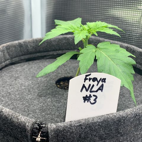 NLA3.3 - Freya growlog timeline photo