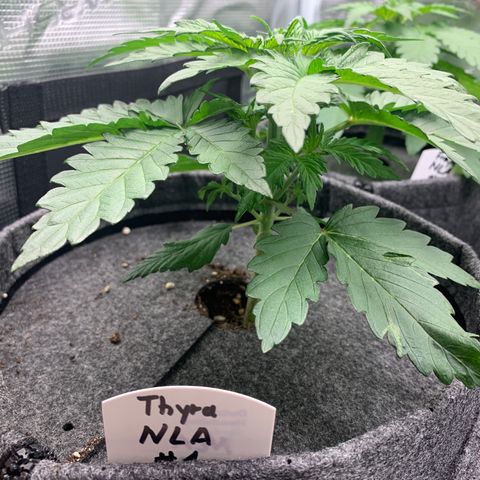 NLA3.1 - Thyra growlog timeline photo