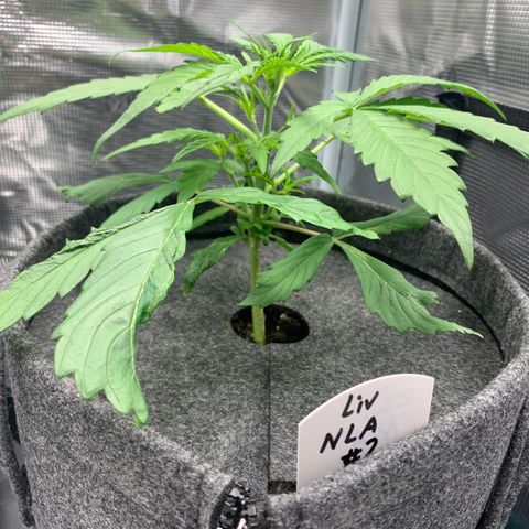 NLA3.2 - Liv growlog timeline photo