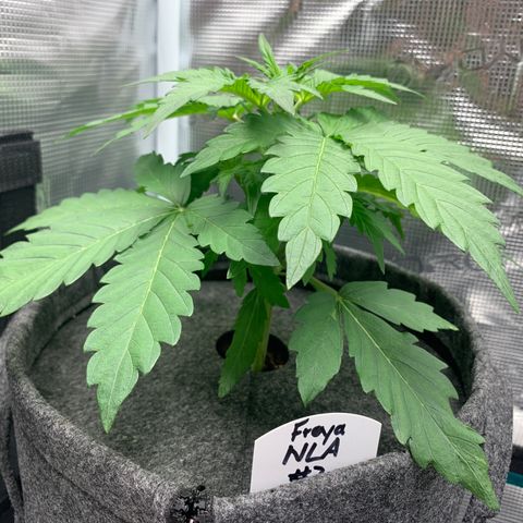 NLA3.3 - Freya growlog timeline photo