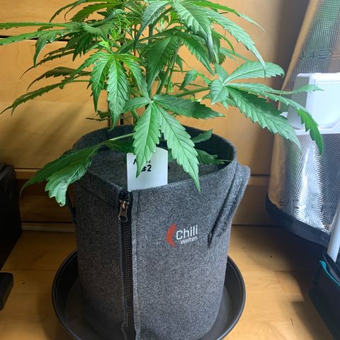 NLA3.2 - Liv growlog timeline photo