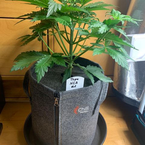 NLA3.1 - Thyra growlog timeline photo
