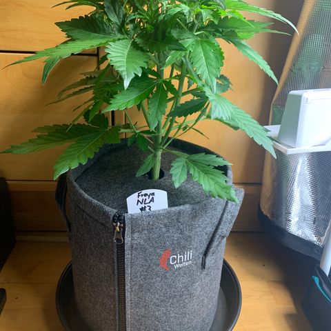 NLA3.3 - Freya growlog timeline photo