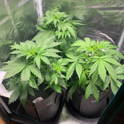 NLA3.3 - Freya growlog timeline photo
