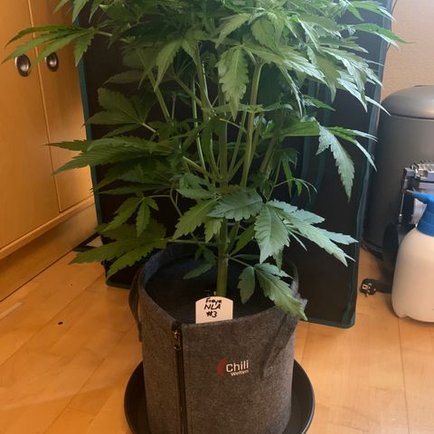 NLA3.3 - Freya growlog timeline photo