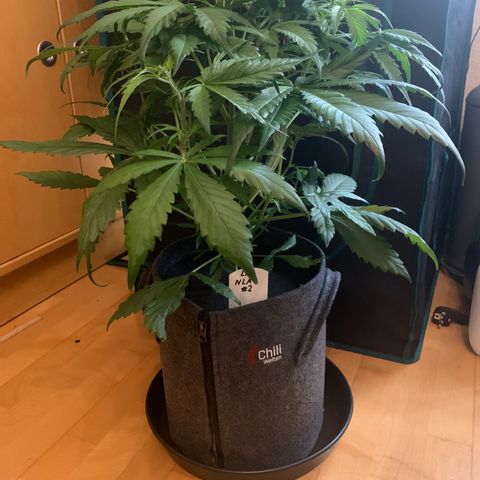 NLA3.2 - Liv growlog timeline photo