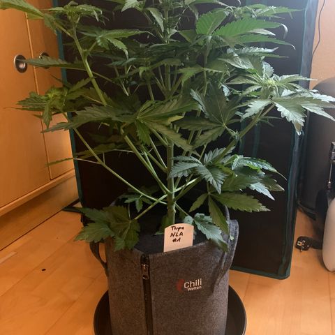 NLA3.1 - Thyra growlog timeline photo
