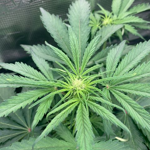 NLA3.1 - Thyra growlog timeline photo