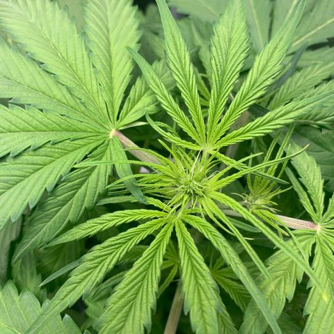 NLA3.2 - Liv growlog timeline photo