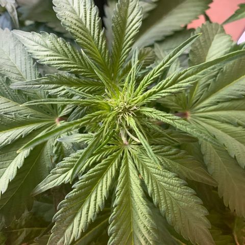NLA3.3 - Freya growlog timeline photo