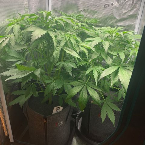 NLA3.3 - Freya growlog timeline photo