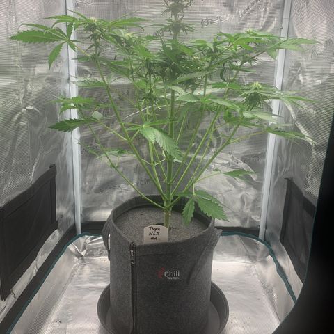 NLA3.1 - Thyra growlog timeline photo