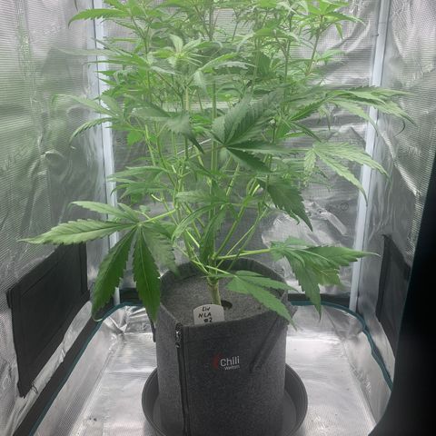 NLA3.2 - Liv growlog timeline photo
