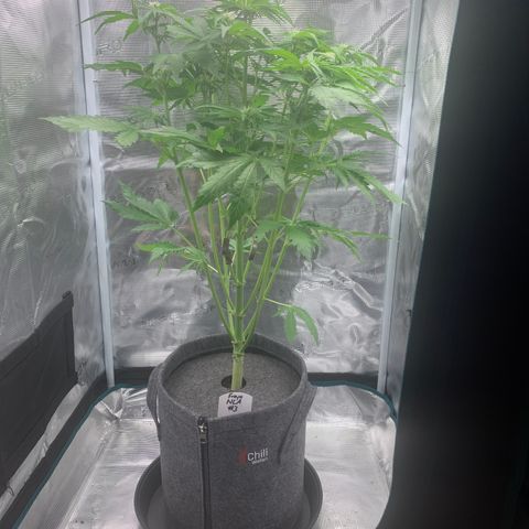 NLA3.3 - Freya growlog timeline photo