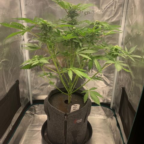 NLA3.1 - Thyra growlog timeline photo