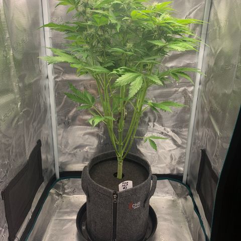 NLA3.3 - Freya growlog timeline photo