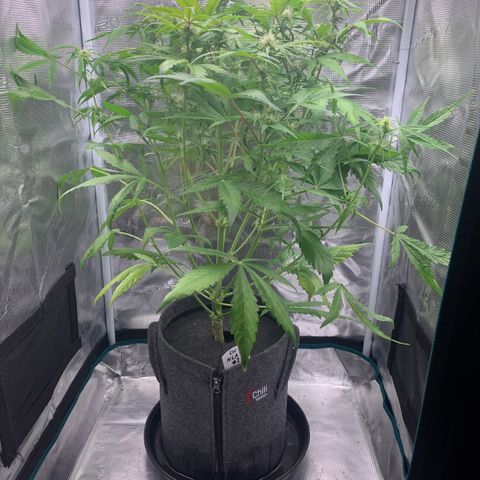 NLA3.2 - Liv growlog timeline photo