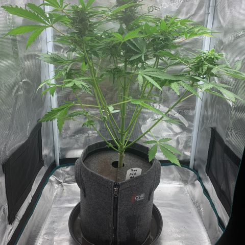 NLA3.1 - Thyra growlog timeline photo