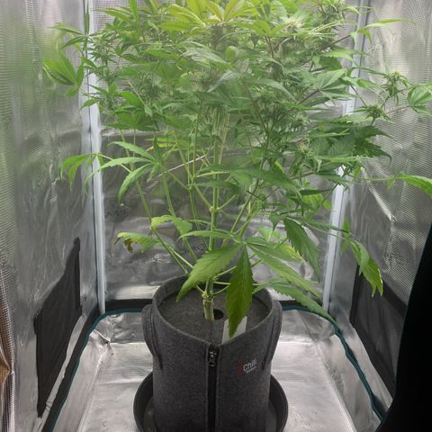 NLA3.2 - Liv growlog timeline photo