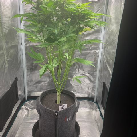 NLA3.3 - Freya growlog timeline photo
