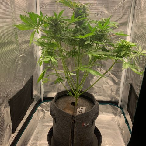NLA3.1 - Thyra growlog timeline photo