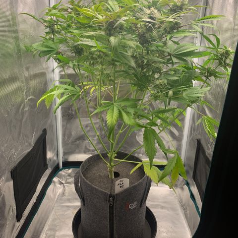 NLA3.2 - Liv growlog timeline photo