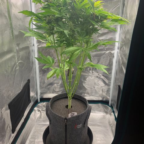 NLA3.3 - Freya growlog timeline photo