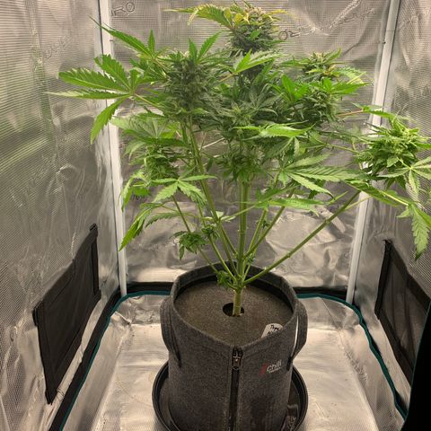 NLA3.1 - Thyra growlog timeline photo