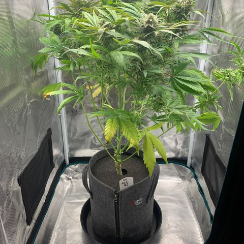 NLA3.2 - Liv growlog timeline photo