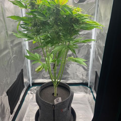 NLA3.3 - Freya growlog timeline photo