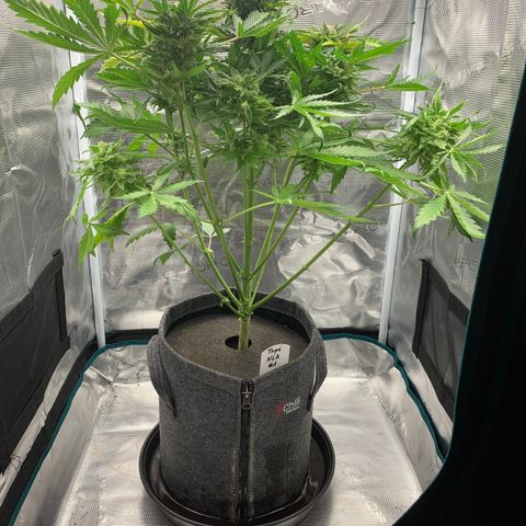 NLA3.1 - Thyra growlog timeline photo