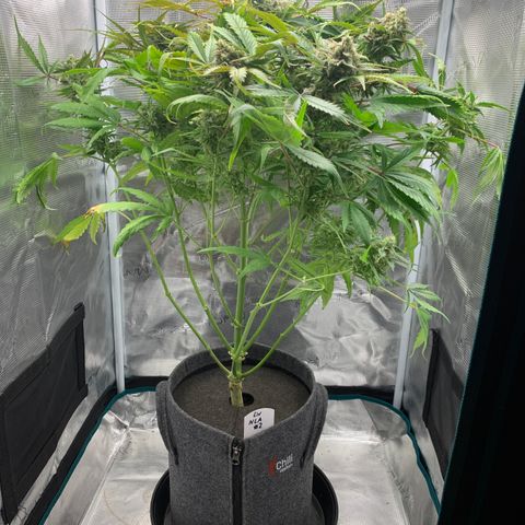 NLA3.2 - Liv growlog timeline photo