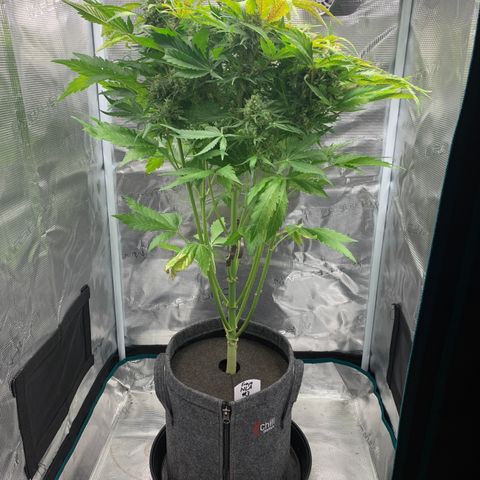 NLA3.3 - Freya growlog timeline photo