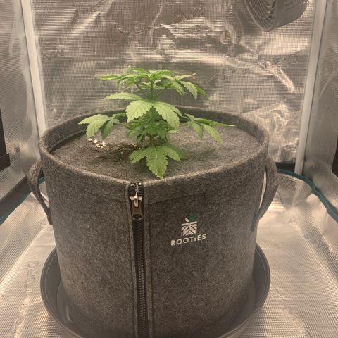 HLB4.2 - Carol Growlog-Foto 2