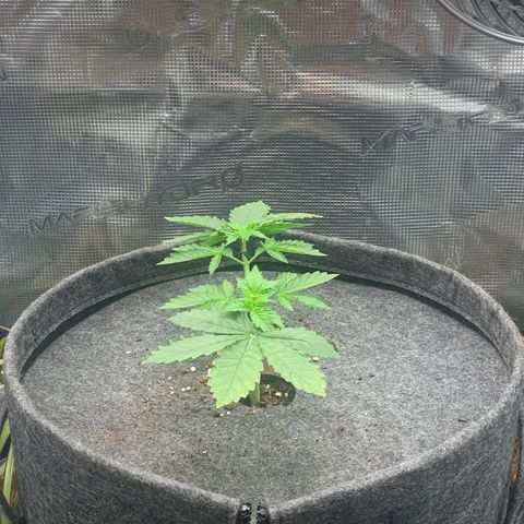 HLB4.2 - Carol growlog photo: Nach 1. Topping