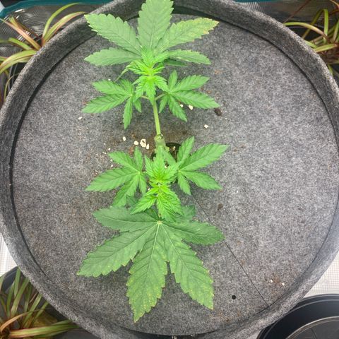 HLB4.2 - Carol Growlog-Foto 3