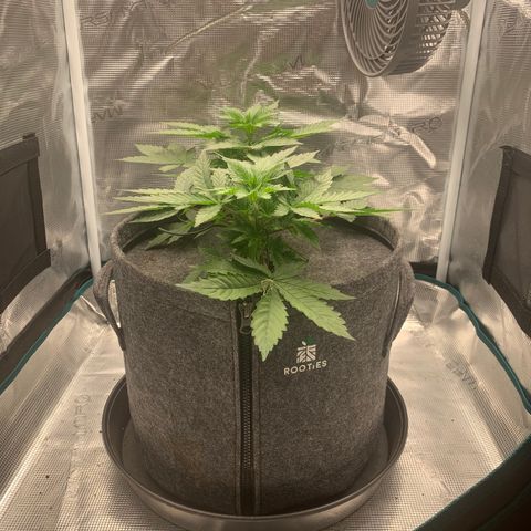 HLB4.2 - Carol growlog photo: Vor 2. Topping