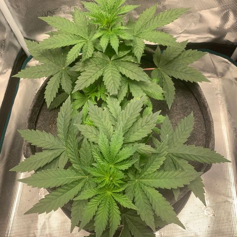 HLB4.2 - Carol growlog photo: Vor 2. Topping