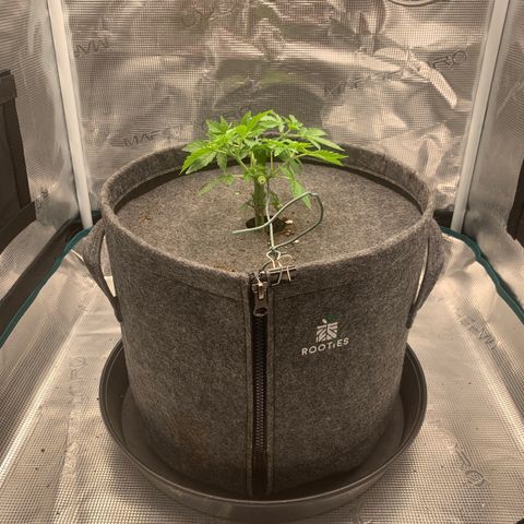 HLB4.2 - Carol growlog photo: Nach 2. Topping