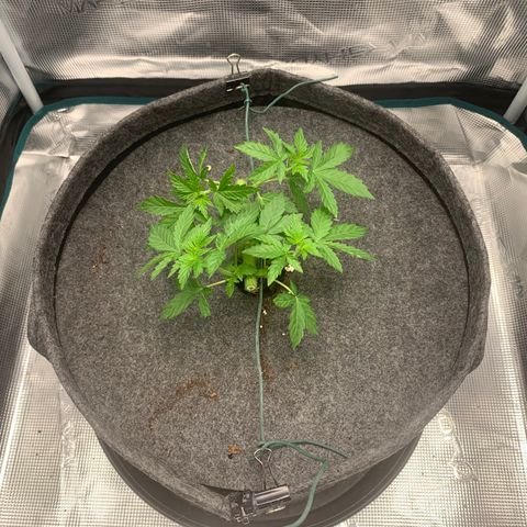 HLB4.2 - Carol growlog photo: Nach 2. Topping