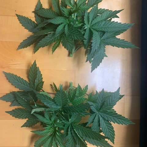 HLB4.2 - Carol growlog photo: Schnittreste